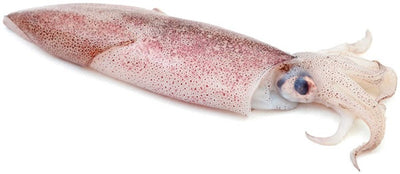 Whole Squid GG per kg (SANSW01)